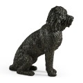 Harry labradoodle