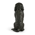 Harry labradoodle